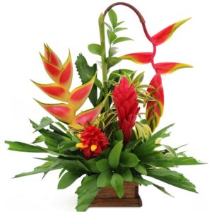 Ramo Triangular Ginger Indonesa y otras X 4